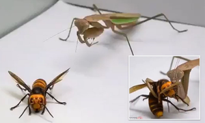 Bọ ngựa tung đòn 'sát thủ', hạ gục ong bắp cày trong tích tắc