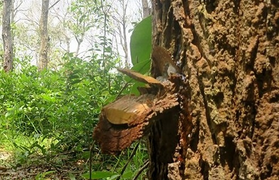 Bình Thuận: 'Bơm' thuốc độc vào Rừng Tà Cú để chiếm đất trồng thanh long