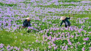 Ngỡ ngàng trước vẻ đẹp làng quê ở Quảng Nam