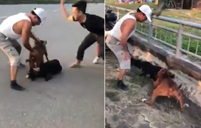 Kinh hoàng cảnh chó Pitbull hung dữ cắn chết dê trên đường phố ở Vinh