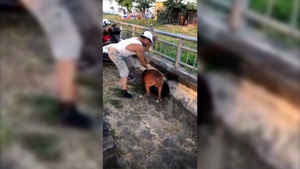 Chó Pitbull điên cuồng cắn chết dê ngay trên đường phố ở TP Vinh