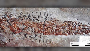 Mực tham ăn dẫn tới cái chết khủng khiếp dưới đáy biển cách đây 200 năm