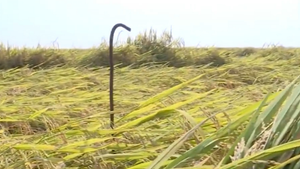 Phẫn nộ hành động đặt bãi chông trên đồng lúa