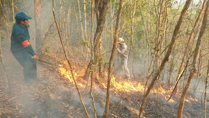 Cháy rừng phòng hộ, Chủ tịch Quảng Nam chỉ đạo ‘nóng’
