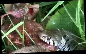 Rùng mình khoảnh khắc rắn nôn ra cóc còn sống