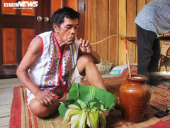 Độc đáo nghề săn kiến vàng ở Tây Nguyên