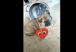 Ai nỡ giết, ăn thịt chó hãy xem video này, có lương tâm sẽ từ bỏ
