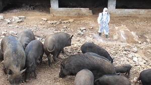 Dịch tả lợn châu Phi tái bùng phát ở Lào Cai