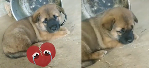 Ám ảnh ánh mắt run sợ khi chó mẹ bị thui, nhiều người muốn tìm chú chó con