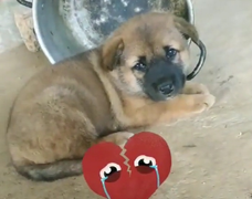 'Thui chó mẹ trước mắt chó con, ác với nó quá'