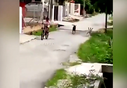 Mánh khóe của cậu bé khi bị chó đuổi