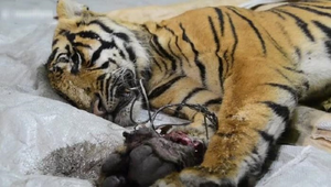 Hổ quý chết thảm trong bẫy dây thép ở Indonesia