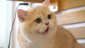 Đàn mèo Anh lông ngắn gần 5 tỷ đồng ở Sài Gòn