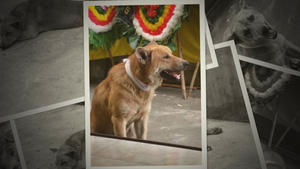 VTC News Radio: Chú chó bỏ ăn, gác bên linh cữu của người chủ quá cố