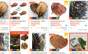 Chuyện thật như đùa: Lá bàng khô gây sốt 'chợ mạng', 1.000 đồng/lá