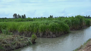 Mục sở thị nông trường cỏ nuôi bò trên ruộng lúa của nông dân An Giang