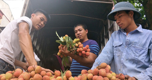 Vì sao người Trung Quốc lại 'khát' quả vải của Việt Nam?