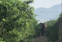 Cận cảnh hiện trường voi hung hãn húc chết người tại Đắk Lắk