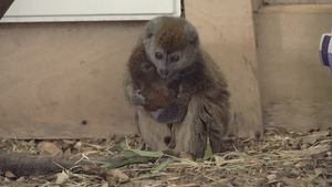 Thích thú khoảnh khắc vượn cáo mẹ bồng bế, vỗ về con non