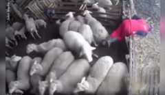 Ghét màu đỏ, chú cừu húc văng người chăn