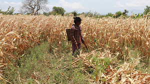 Dân Ninh Thuận quay cuồng trong cơn nắng hạn