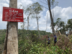 Rừng ở Đắk Nông bị 'cạo trọc'