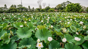 Đầm sen trắng nở rộ hút dân Thủ đô đến tạo dáng, chụp ảnh