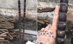 Cây tre trăm đốt là đây chứ đâu
