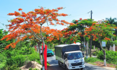 Con đường hoa phượng gần 5 km nở rộ ở Hậu Giang