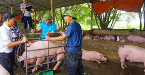 Vì sao Thủ tướng càng chỉ đạo giảm, giá lợn càng tăng?