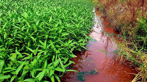 Kinh hãi dòng suối bất ngờ chuyển màu đỏ tươi như máu