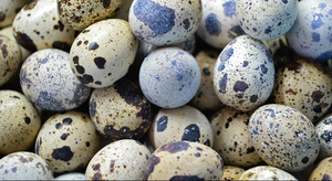 Trứng chim cút sắp được đưa lên ấp ngoài vũ trụ