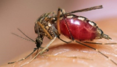 Virus Zika xuất hiện ở Đà Nẵng: Dấu hiệu lây nhiễm và cách phòng ngừa