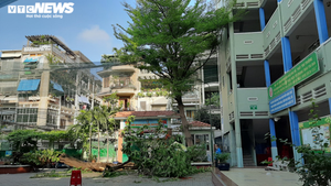 Cây phượng đổ, đè nhiều học sinh ở TP.HCM: Một em tử nạn, nhiều em bị thương