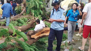 Khoảnh khắc cây đè trúng nhiều học sinh ở TP.HCM qua lời kể nạn nhân