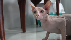 Mèo không lông giá 3.000 USD hút hồn giới trẻ