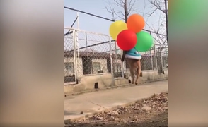 Cún con bị chùm bóng bay kéo tuột lên trời