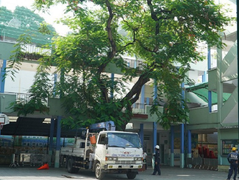 Lộ thân rỗng, rễ mục của cây phượng còn lại ở trường THCS Bạch Đằng