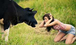 Nguyên nhân sâu xa khiến chú bò không mọc sừng