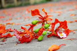 Khi cây hoa học trò - phượng vỹ, thành tội đồ với học trò