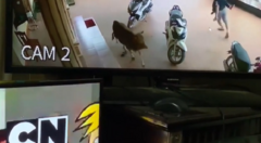 Cậu bé trêu bò khiến cả nhà tán loạn