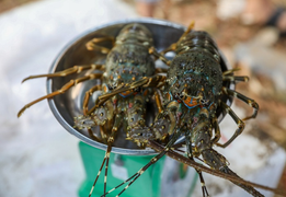 Tôm hùm tăng giá trở lại