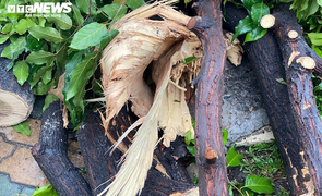 Mưa trút xối xả, nhiều tuyến đường ở TP.HCM ngập sâu, cây xanh bật gốc