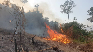 Truy tìm kẻ đốt phá 2 ha rừng tái sinh ở Thừa Thiên - Huế