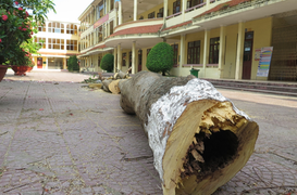 Hải Phòng rà soát cây phượng trong trường học