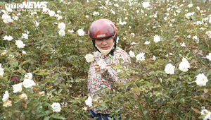 Ngắm hơn 10.000 gốc hồng cổ của nông dân đất Cảng