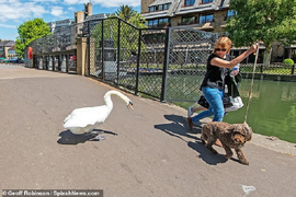 Thiên nga 'điên' hung dữ, chuyên tấn công người đi đường
