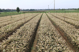 Video: Sâu tơ tàn phá hàng chục ha rau sạch ở Mê Linh, nông dân điêu đứng