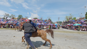 Video: Hình ảnh kỵ sĩ ngựa so tài quyết liệt ở Bắc Hà, Lào Cai