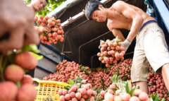 Lần đầu xuất khẩu vải thiều sang Nhật: Chuyên gia Nhật tới Việt Nam giám sát